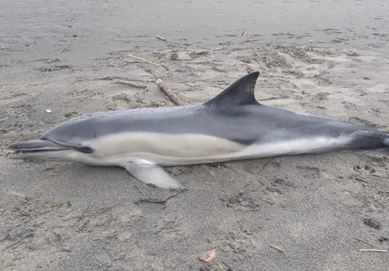 ¿Qué ha matado a dos decenas de delfines en Asturias este año?